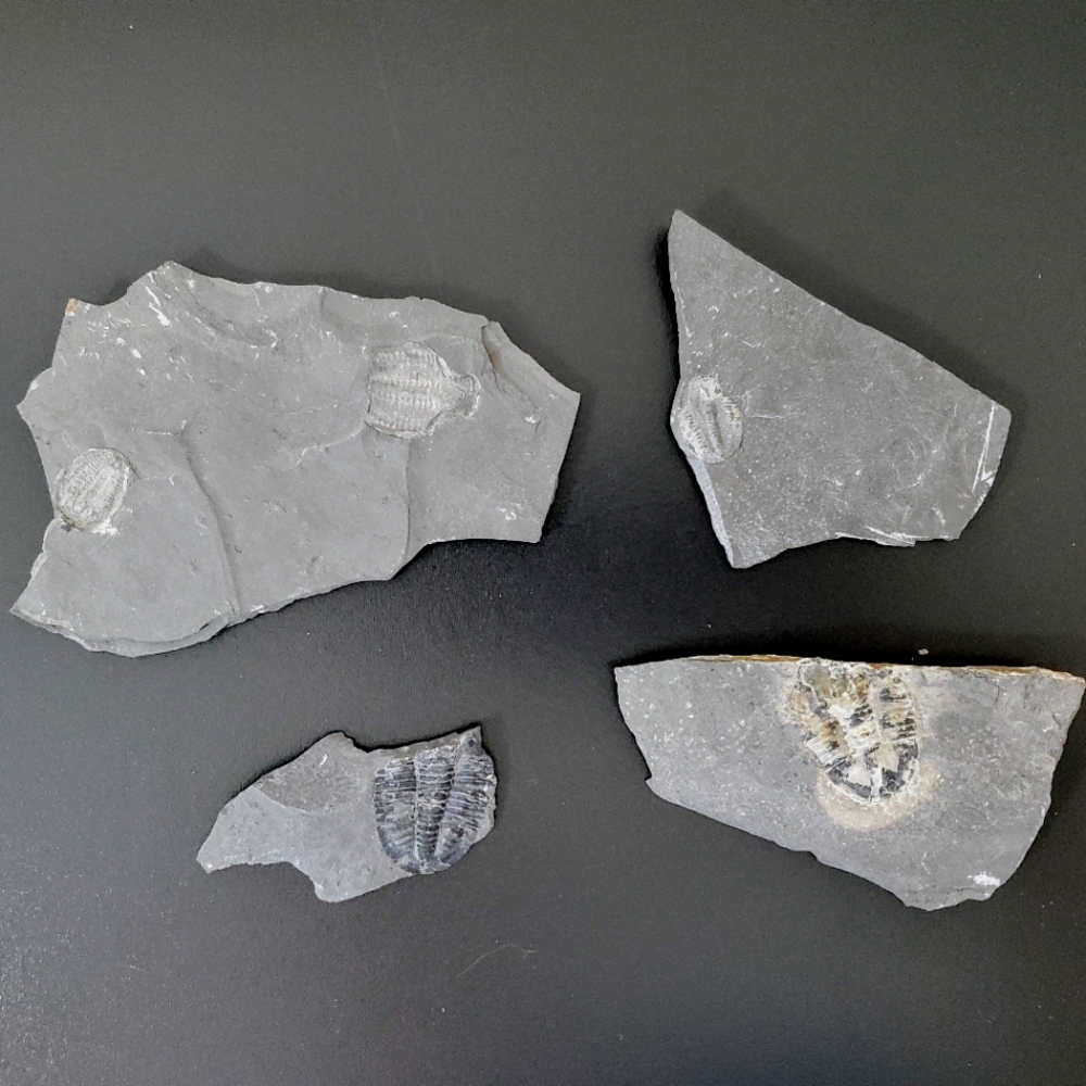 Trilobite Elrathia Fossils in Slate Stone Matrix - Delta Utah Set of 4
